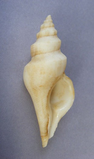 Euthriostoma gilberti