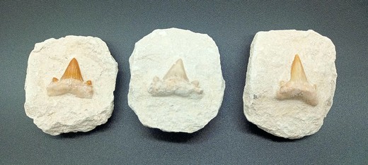Fósil Diente de Tiburón "Otodus Obliquus"