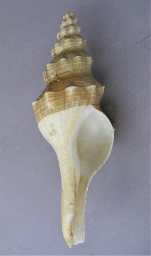 Fusinus panamensis