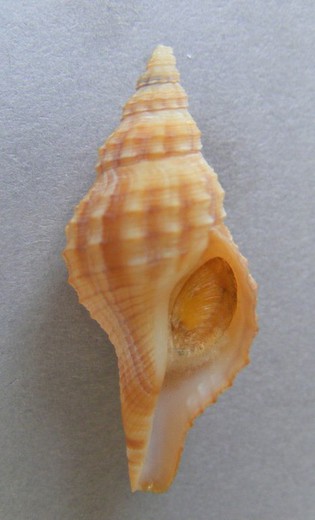 Granulofusus rubrolineatus