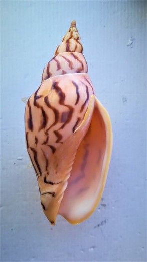 Harpulina loroisii