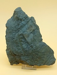 Helecho fósil (Pecopteris)