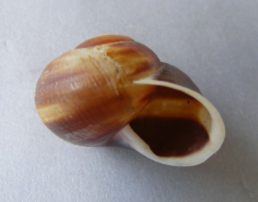 Helicostyla polillensis