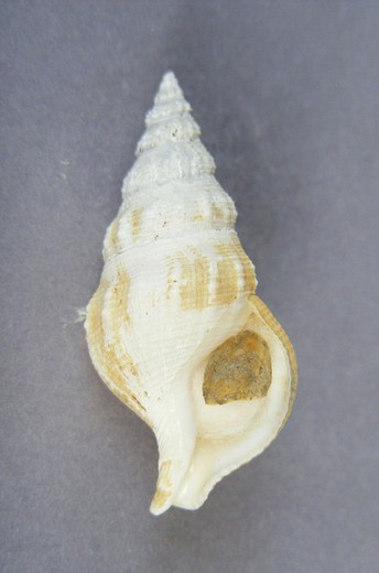 Hindsia adamsi