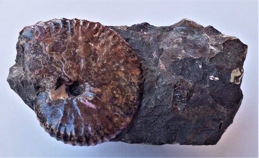 Hoploscaphites (ammonites nacarado)