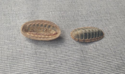 Ischnochiton subviridis