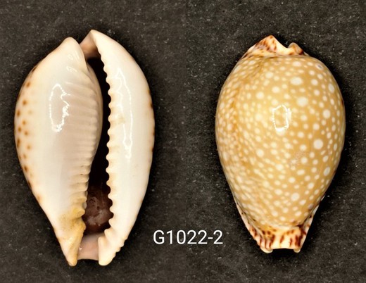 Cypraea lamarckii