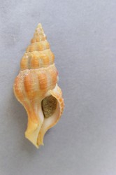 Latirus kandei