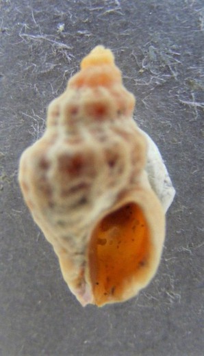 Lepsiella vinosa