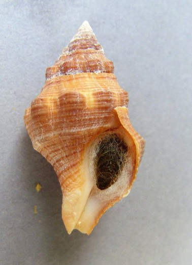 Leucozonia nassa