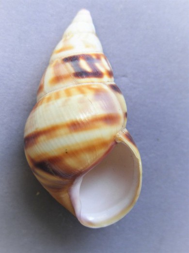 Liguus fasciatus clenchi