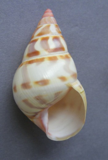 Liguus fasciatus evergladensis