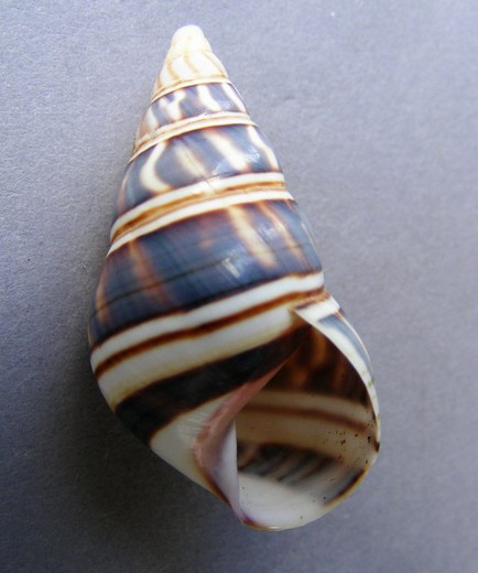 Liguus fasciatus goodrichi