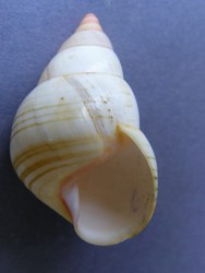 Liguus fasciatus lineolatus