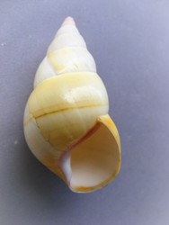 Liguus fasciatus ornatus