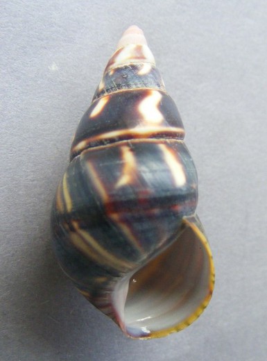 Liguus fasciatus sanctamariae