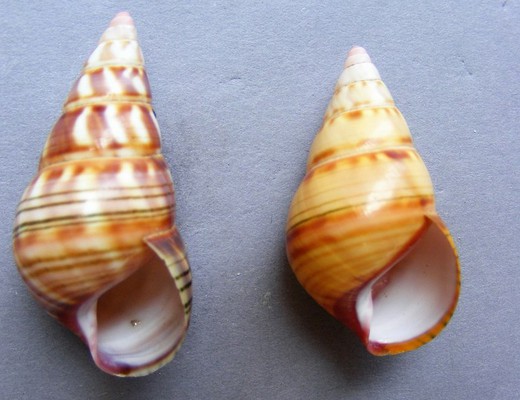 Liguus fasciatus whaltoni