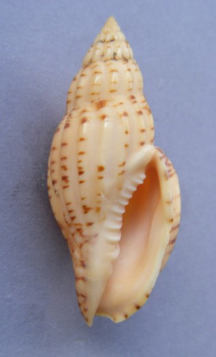 Lyria boholensis.