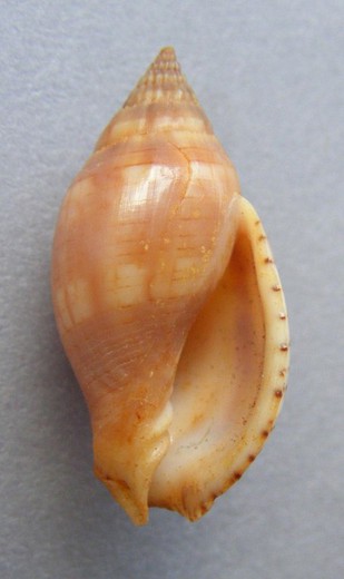 Lyria deliciosa