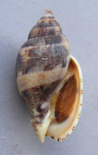 Lyria mitraeformis f. grangeri con opérculo