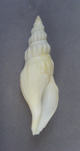 Manaria fusiformis