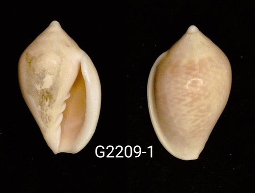 Marginella glabella