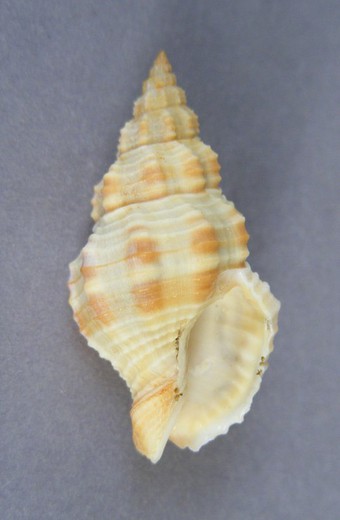 Metaphos articulatus