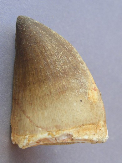 Mosasaurus anceps diente individual