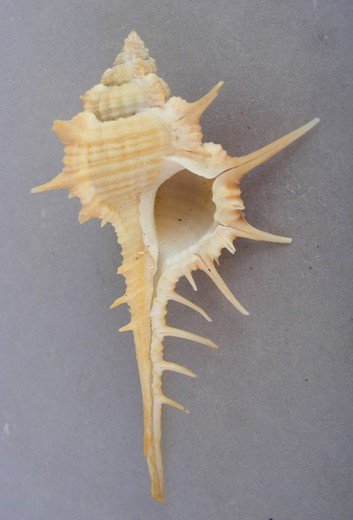 Murex aduncospinosus