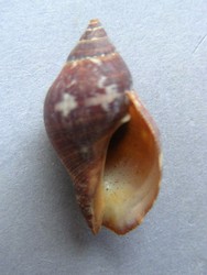 Nassa francolina