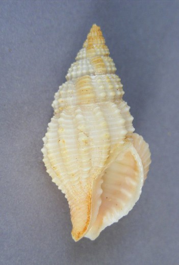 Nassaria coromandeliana