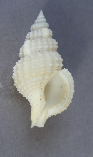 Nassaria fusiformis