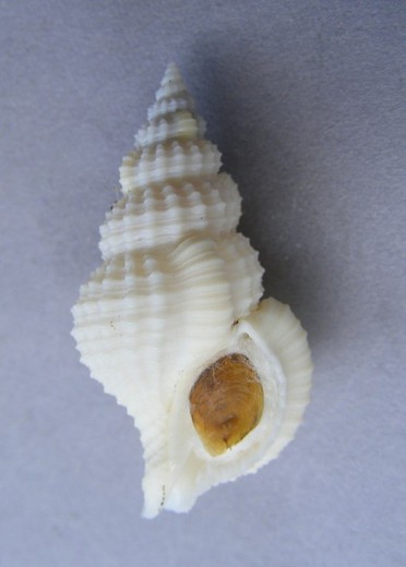 Nassaria fusiformis con opérculo