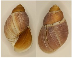 Negalobulimus lischtensteini