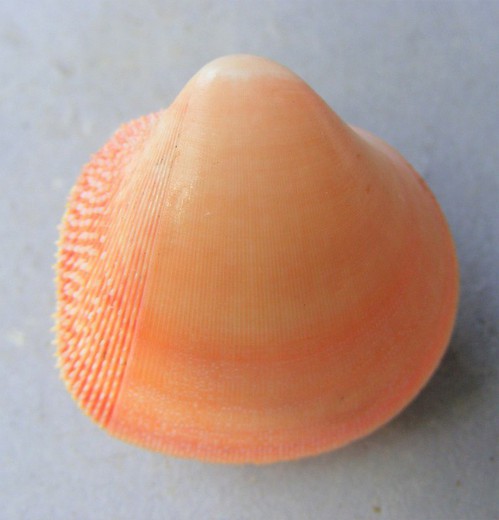 Nemocardium bechei