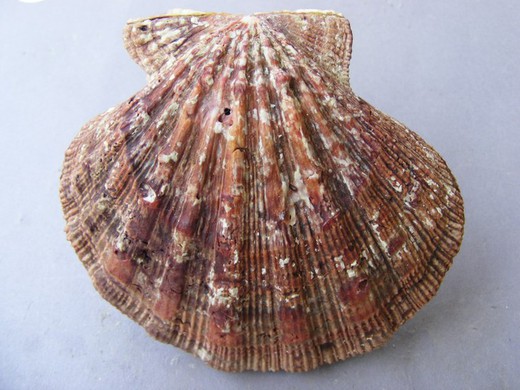 Nodipecten nodosus  (Dead)