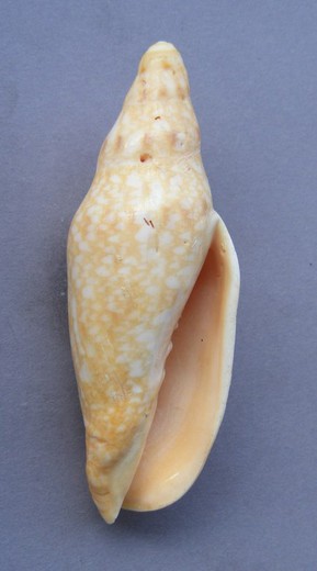 Notovoluta gardneri