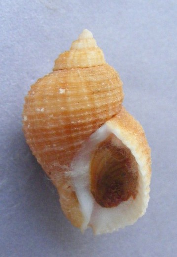 Nucella squamosa w/o Sudafrica