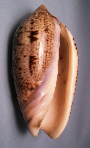 Oliva incrassata