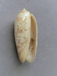 Oliva irisans f. concinna