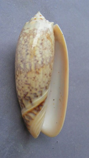 Oliva miniacea tremulina