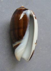 Oliva tigrina f. fallax