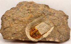 Onnia Sp.