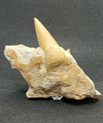 Otodus Obliquus (Diente fósil de Tiburón) - Ref. 1