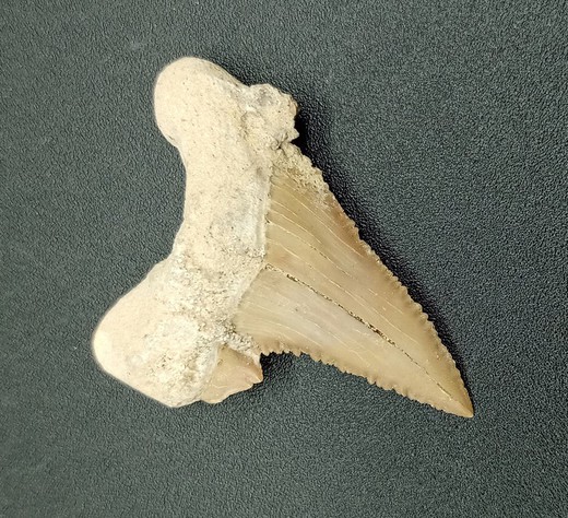Paleocarcharodon (Diente fósil de tiburón)