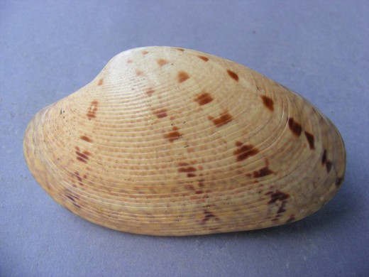 Paphia alapapilionis