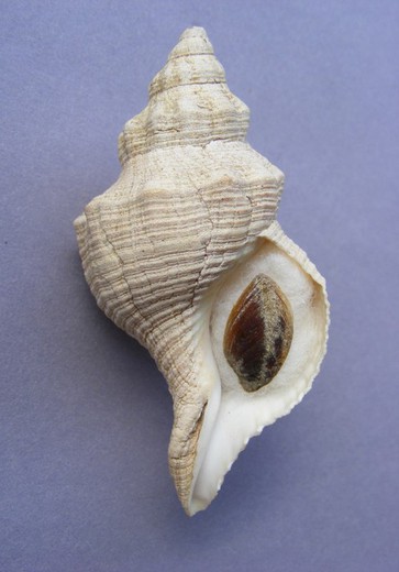 Penion dilatata