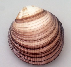 Periglypta puerpera