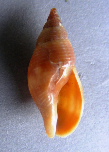 Pisania luctuosa