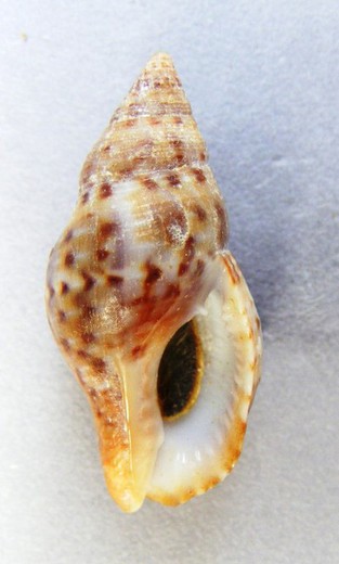 Pisania pusio janeirensis